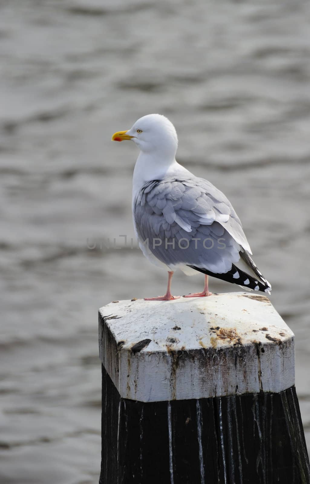 Herring gull by MirrorOnTao