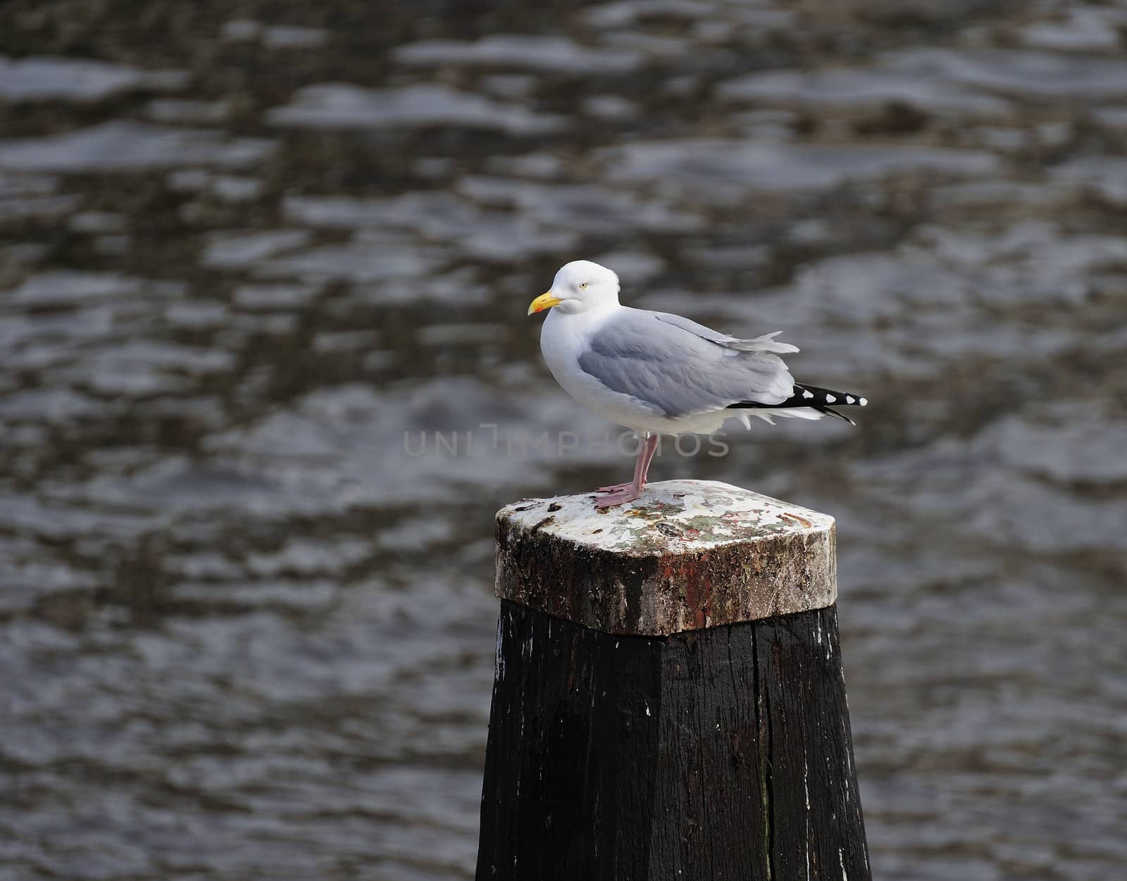 Herring gull by MirrorOnTao