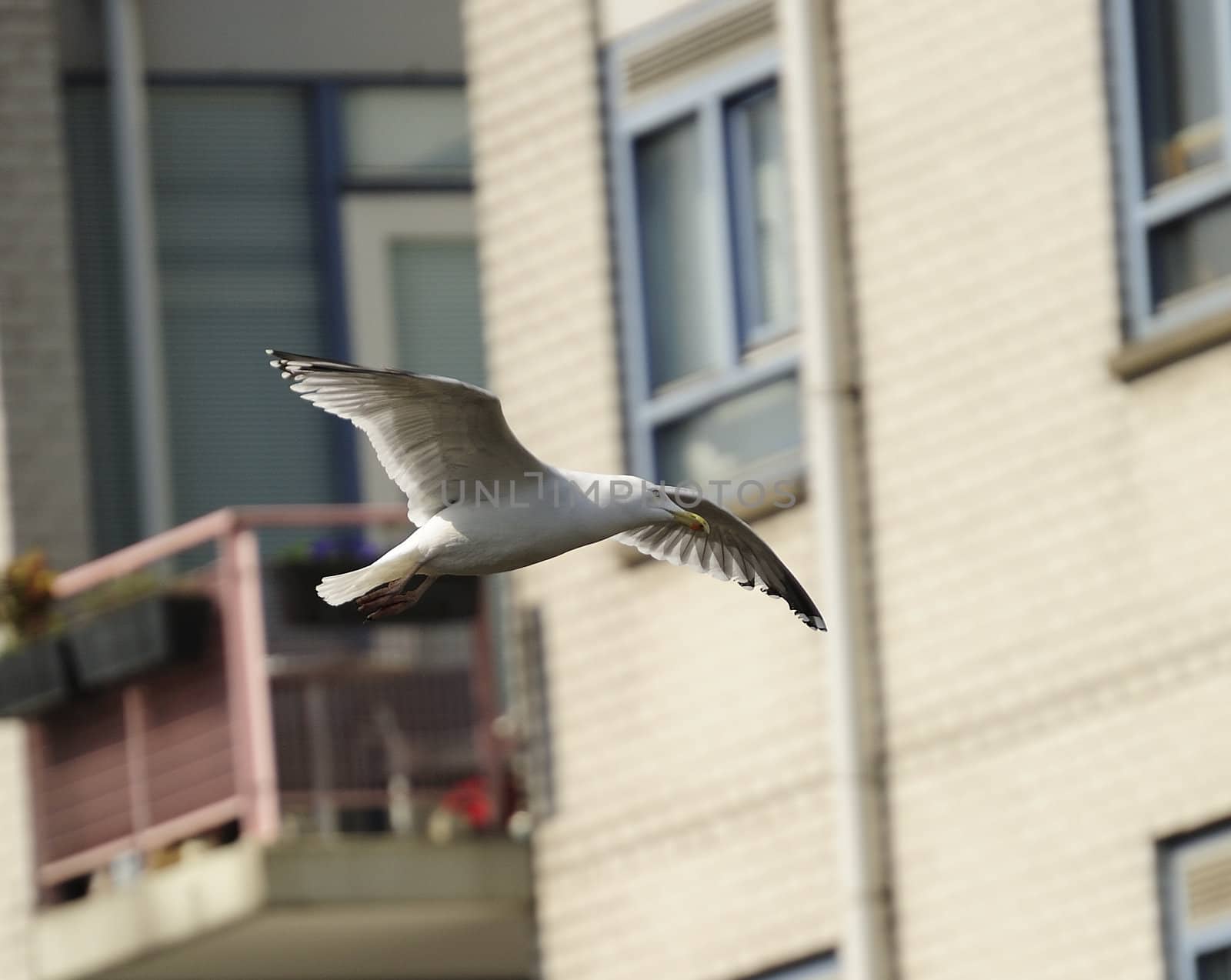 Herring gull by MirrorOnTao