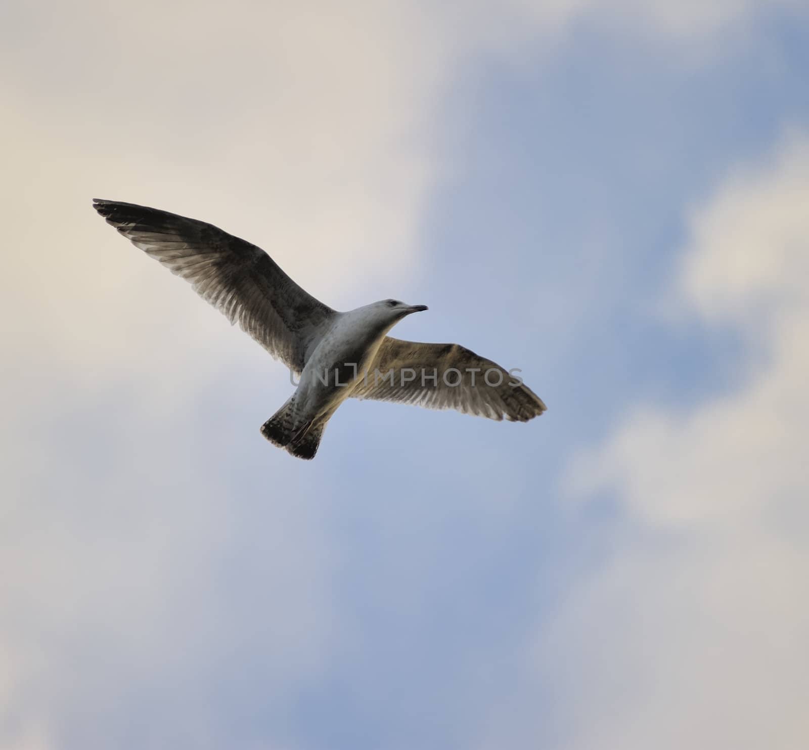 Juvenile herring gull by MirrorOnTao