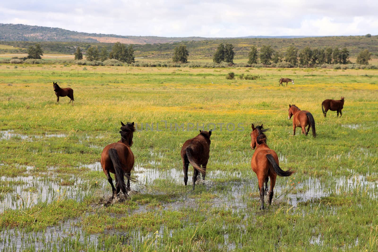 Horses galloping across wetlands in rural South Africa