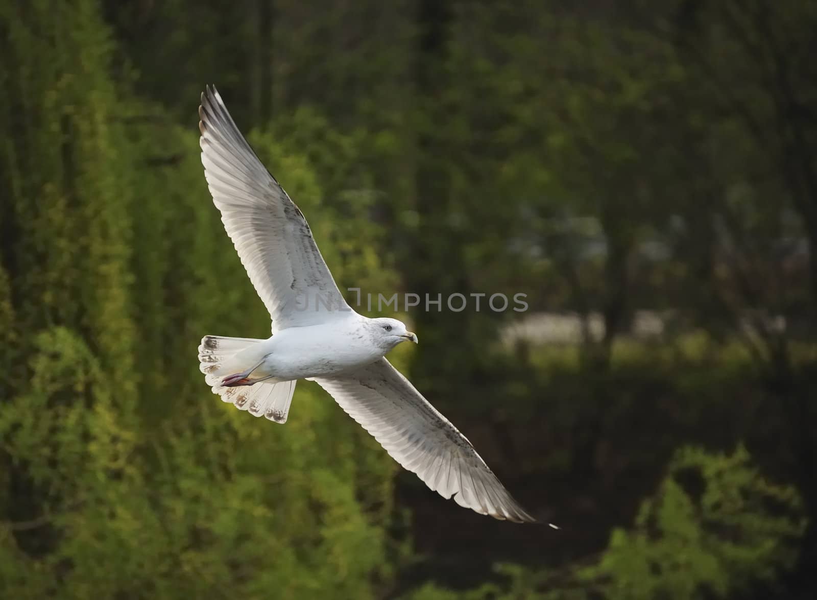 Juvenile herring gull soaring sideways among woods in a park