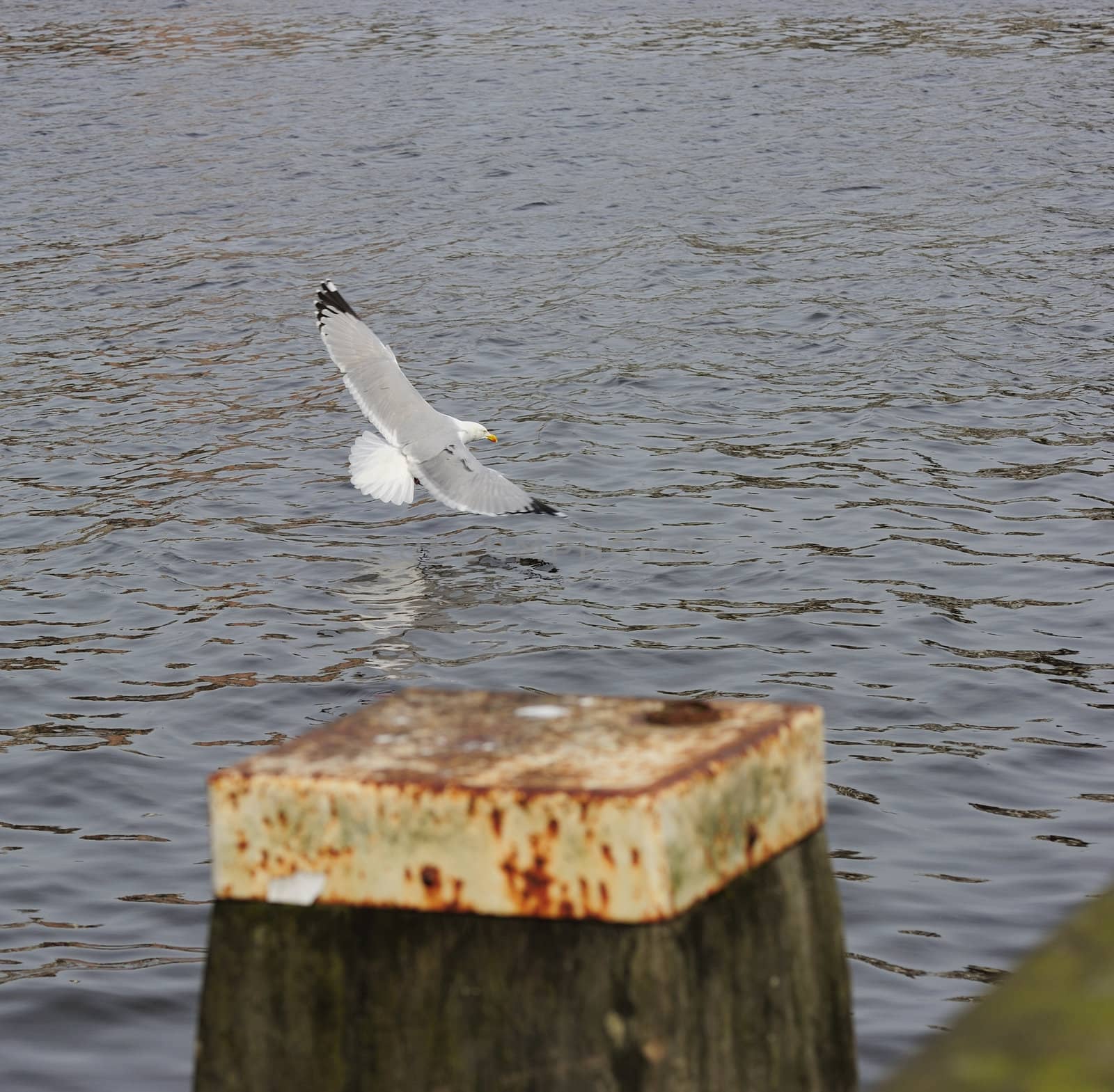 Adult herring gull landing on Amstel river with fully open wing