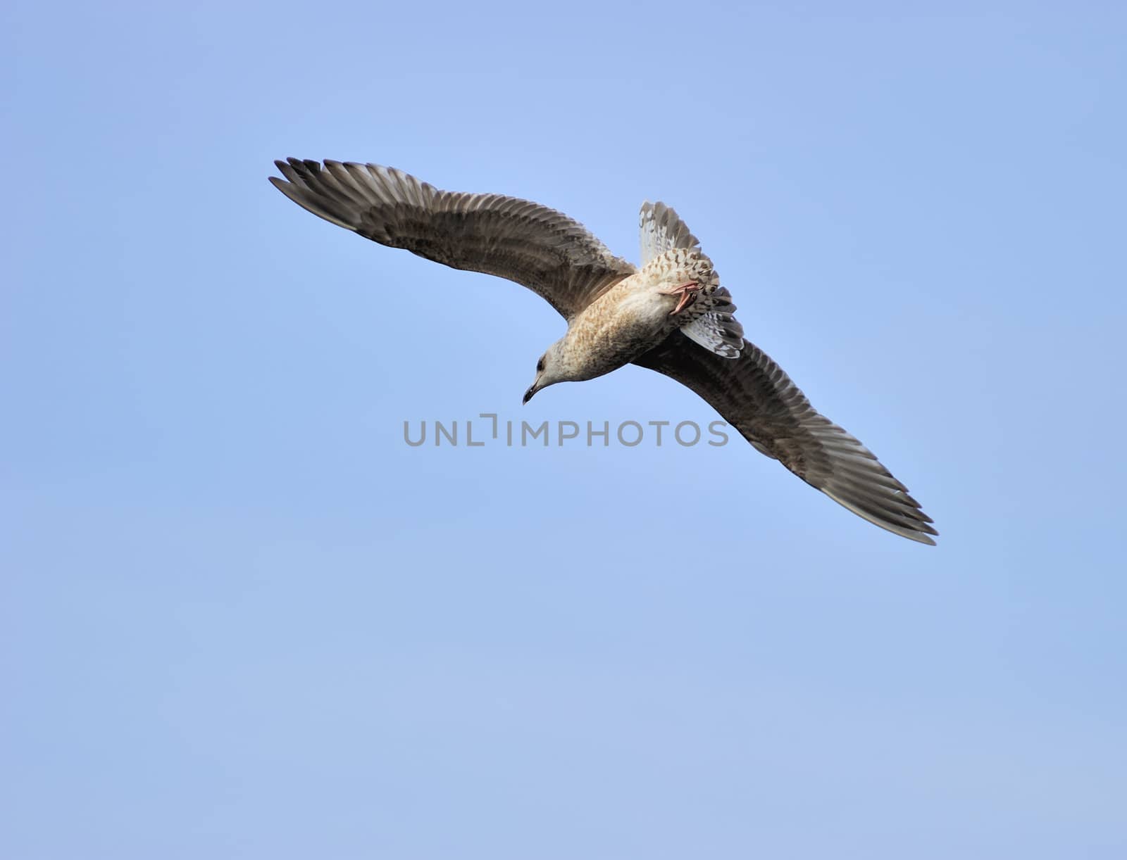 Juvenile herring gull by MirrorOnTao