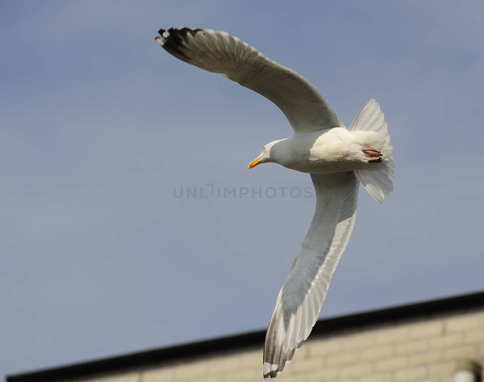herring gull soaring among city buildings