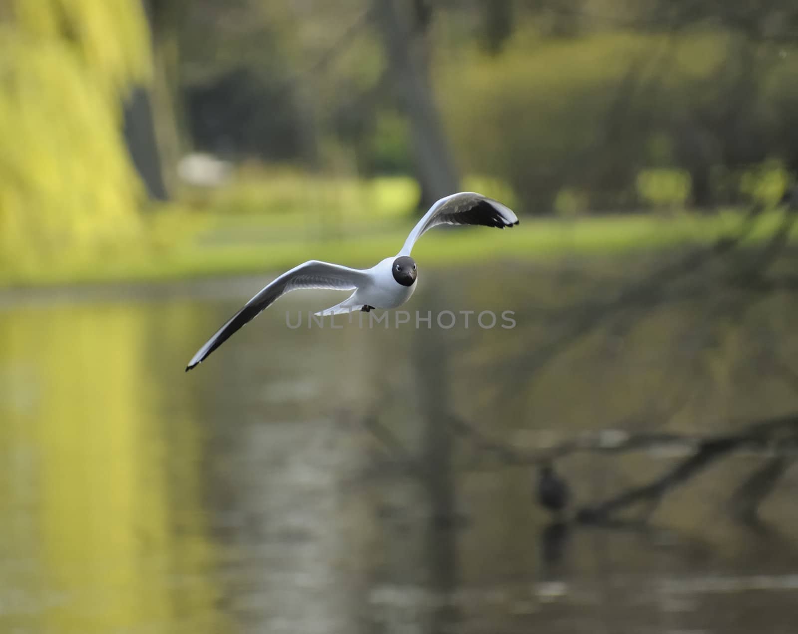 Black-headed gull by MirrorOnTao