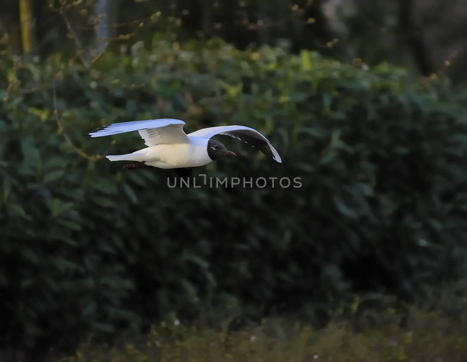 Black headed gull soaring among green woods