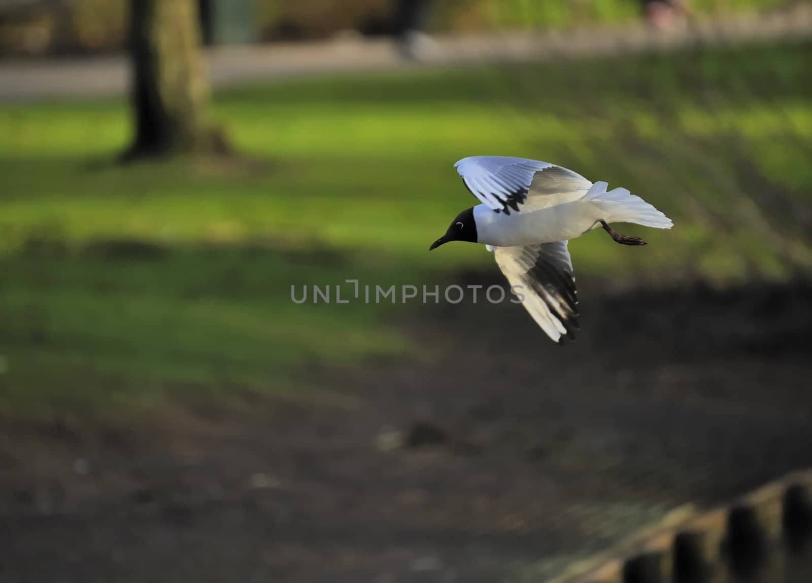 Black headed gull soaring in a park