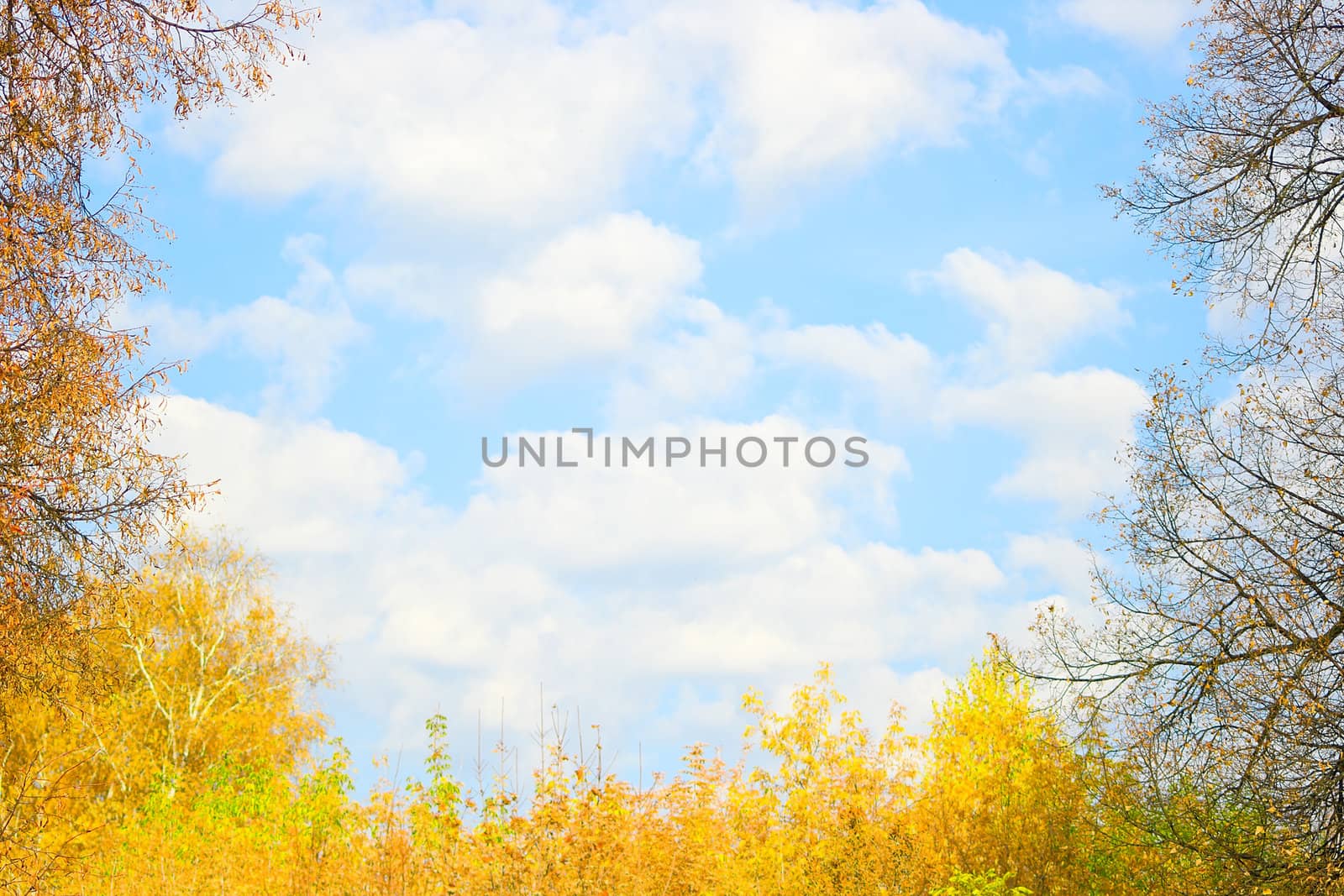 Autumn at the park. Landscape