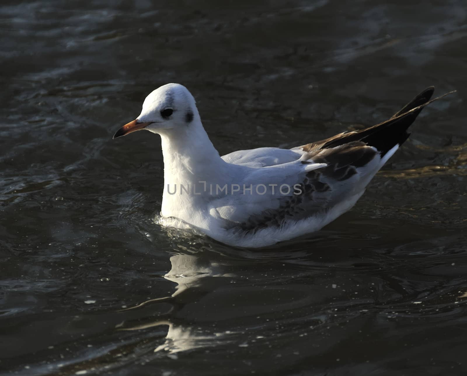 Black-headed gull by MirrorOnTao