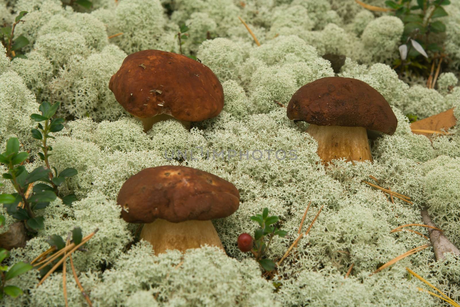 Boletus edulis. Mushrooms in a moss.