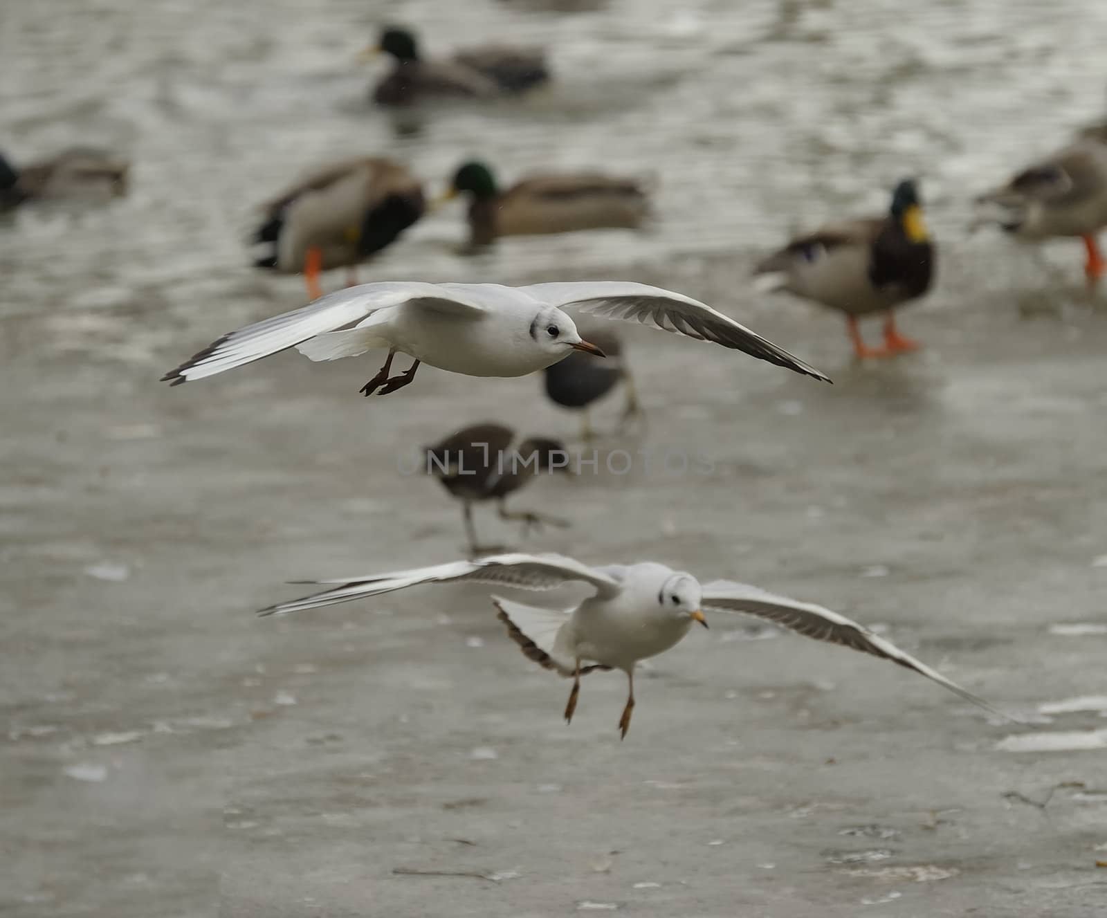 Black-headed gull by MirrorOnTao