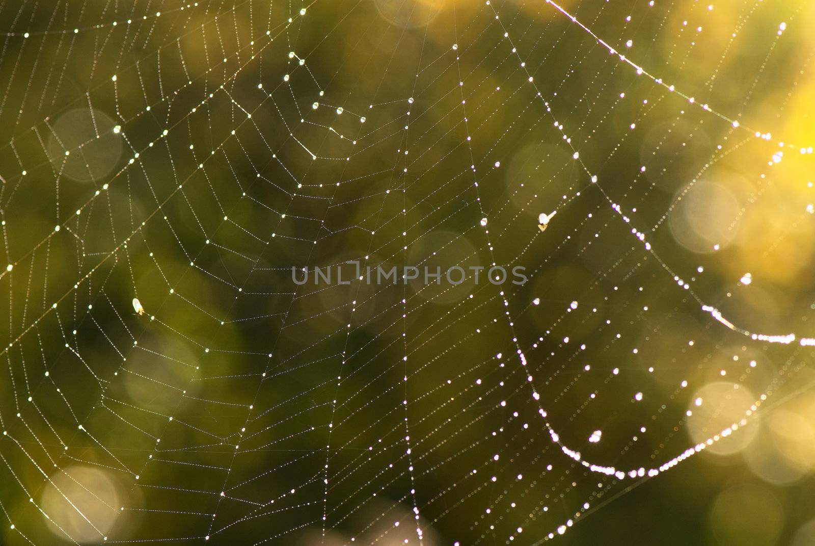 ?lose up of a spider web with water drops 