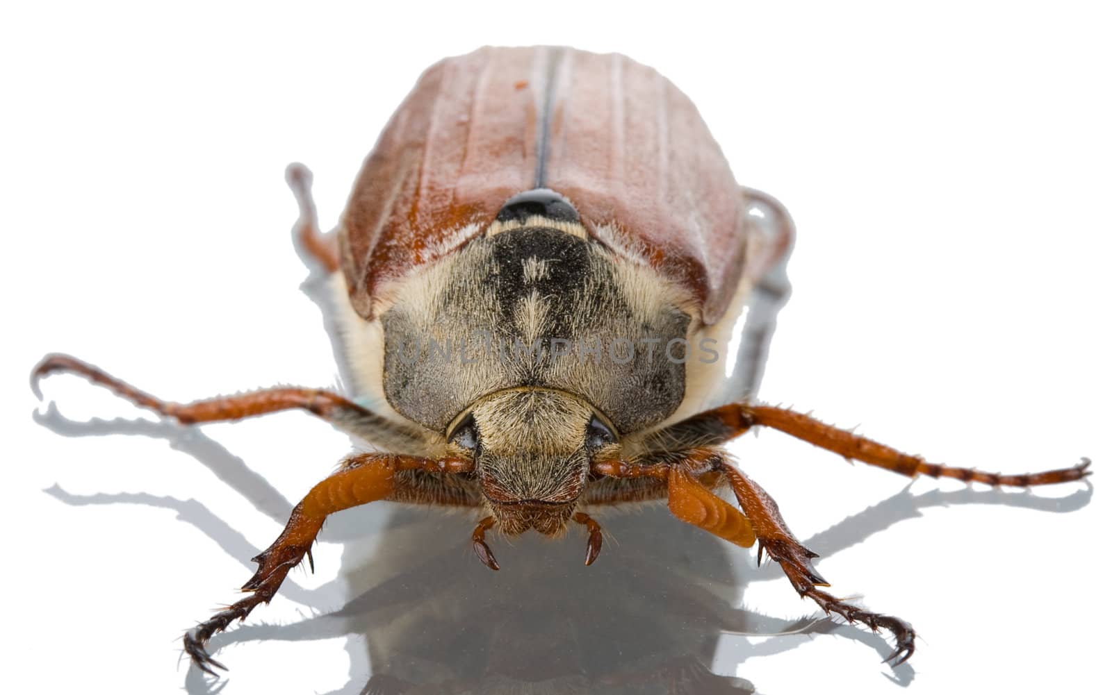 close-up may-bug, isolated on white