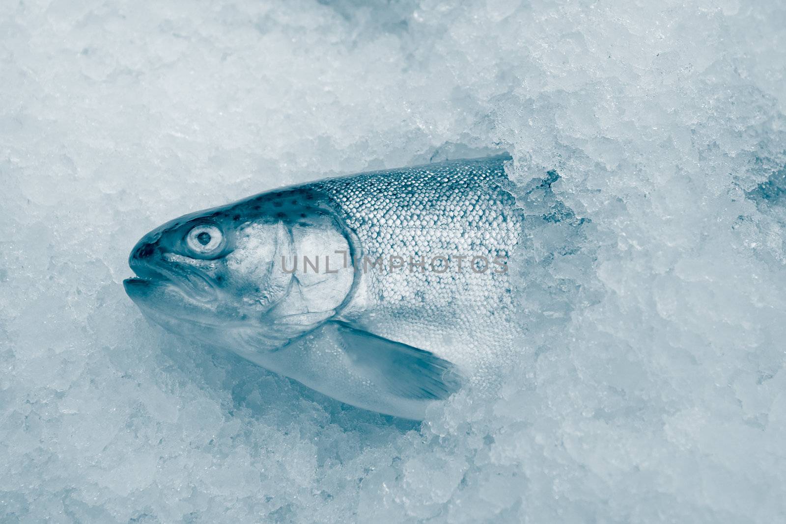coolled fish, fresh bright trout,sale seafood.monochrome