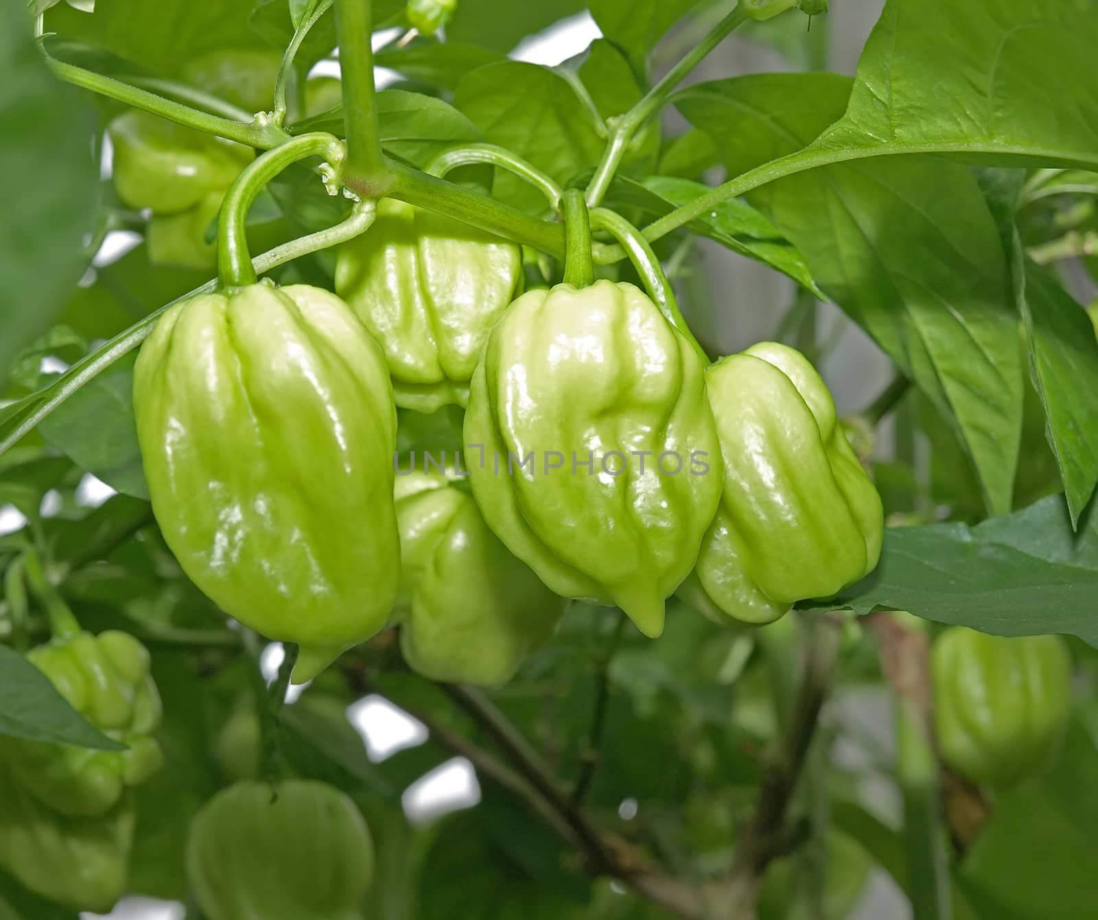 fresh green bell peppers by Ric510