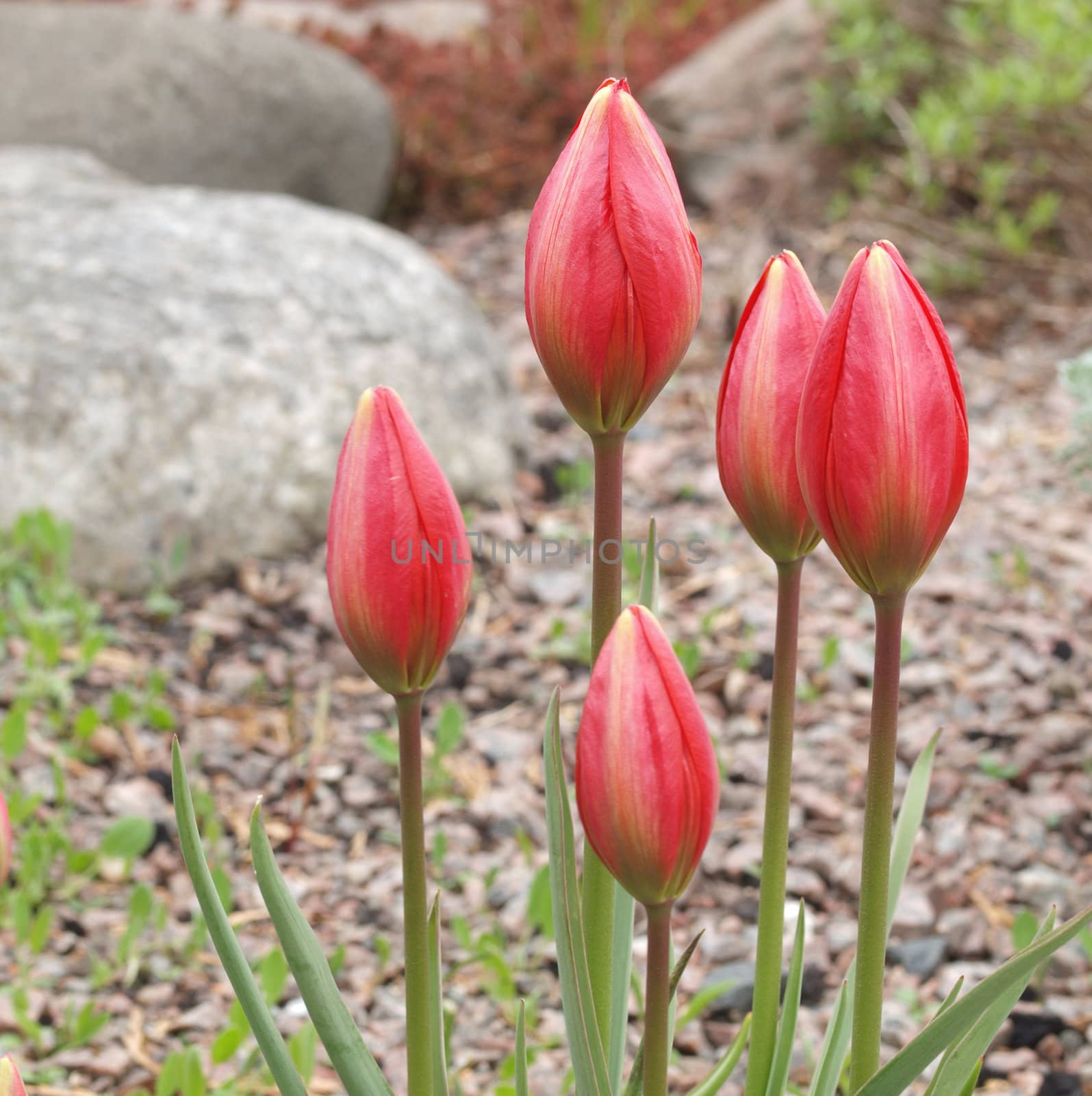 wild red tulips originally from crete