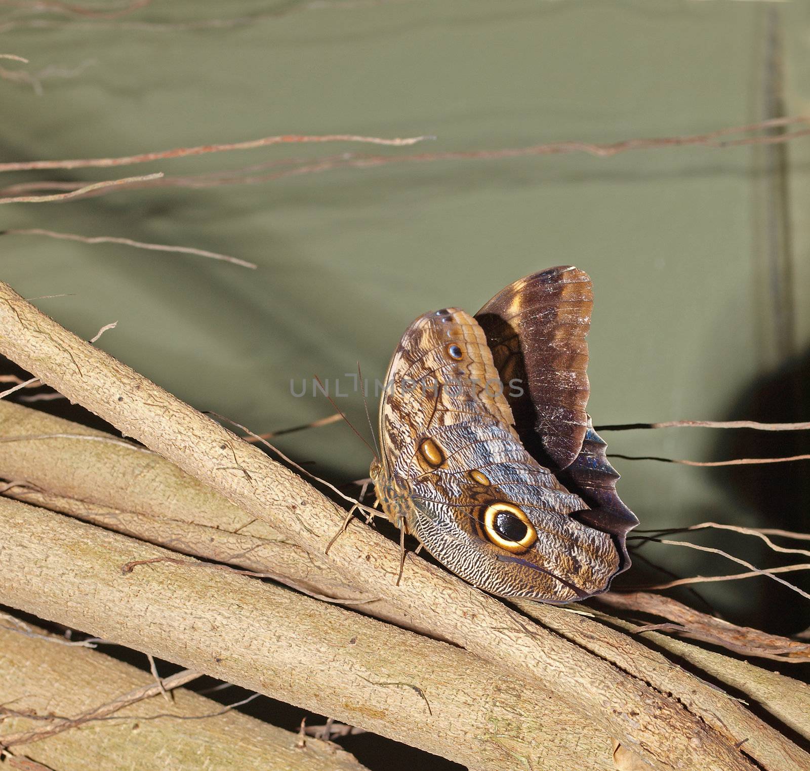 owl butterfly on tree branch