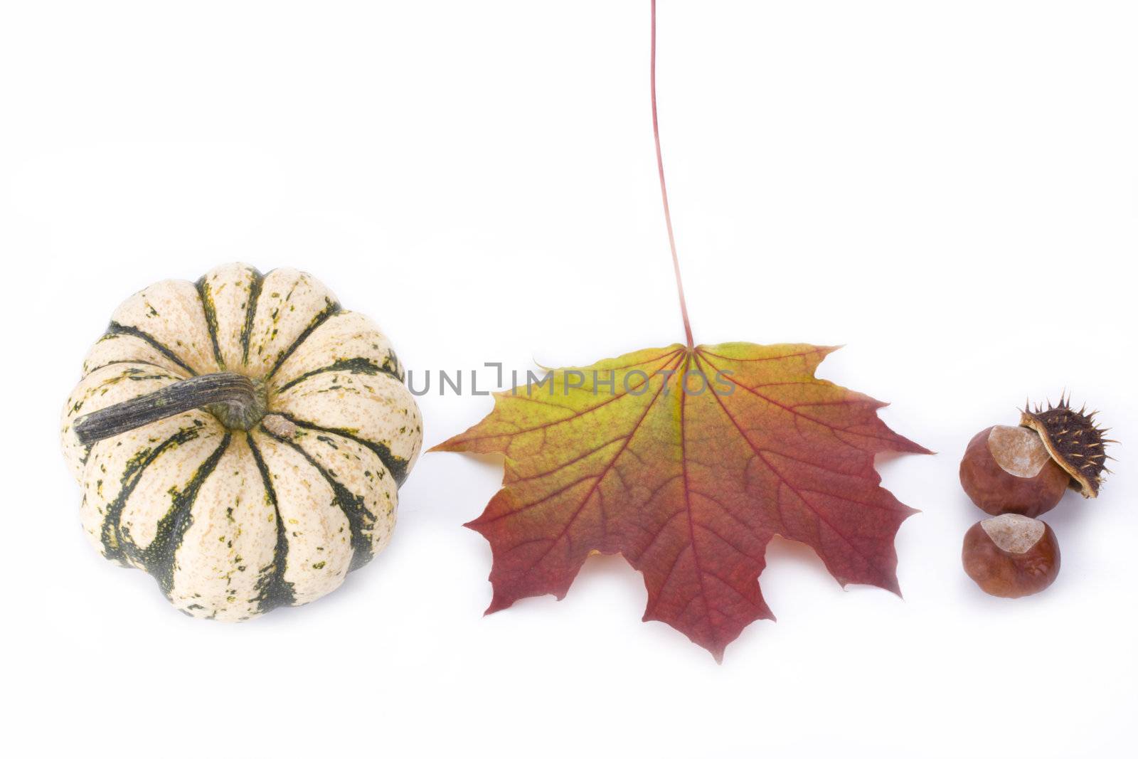 pumpkin, maple leaf and chestnut on white background by bernjuer