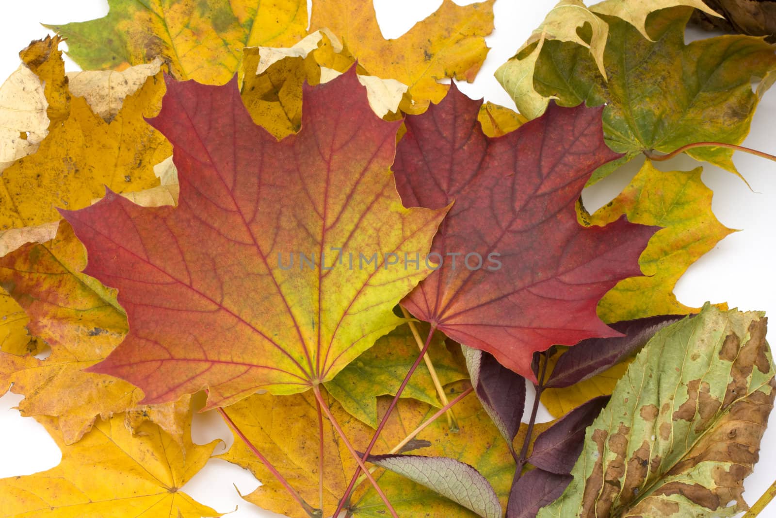 colorful autumn leaves on white background by bernjuer