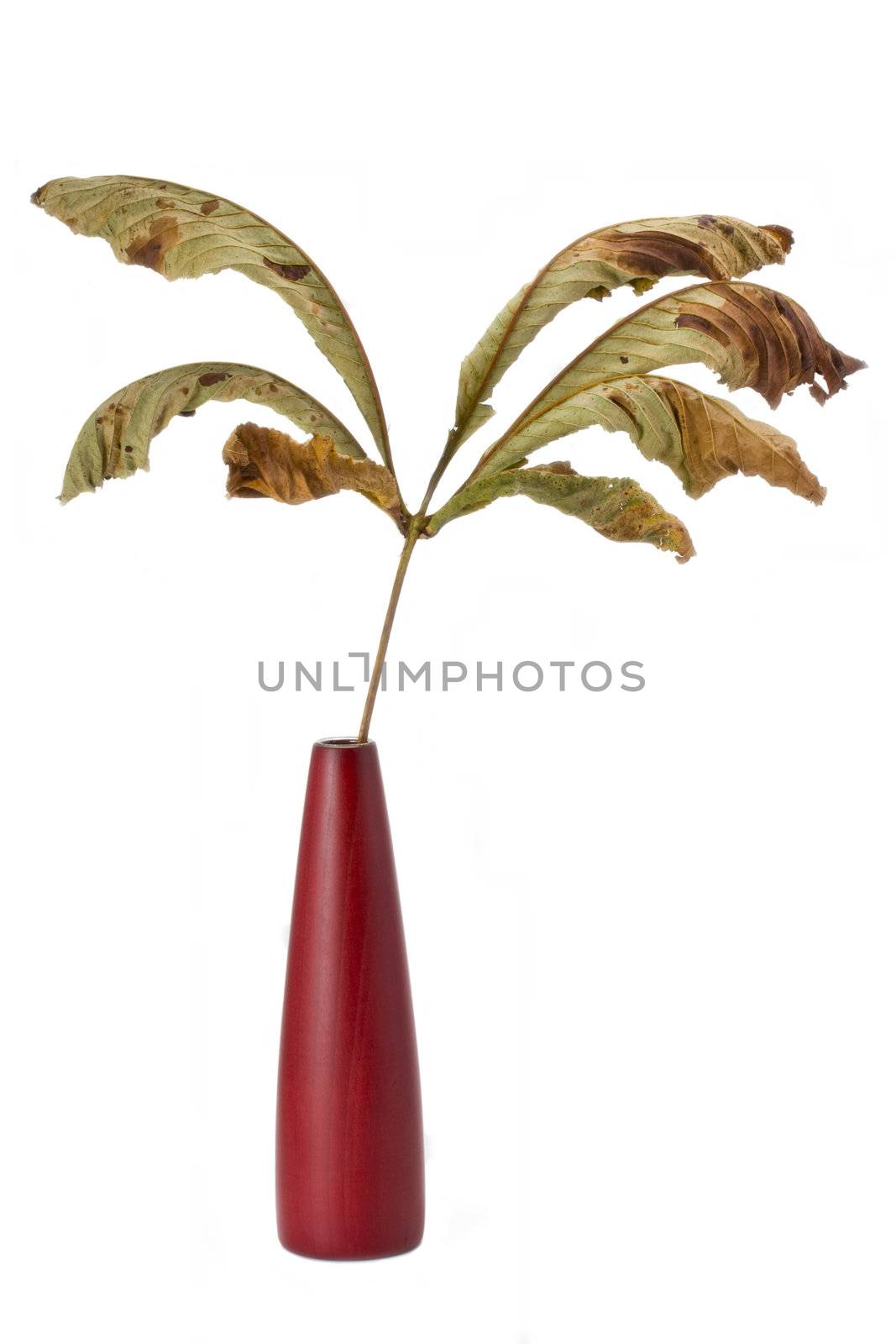 dried single autumn chestnut leaf in a red vase
