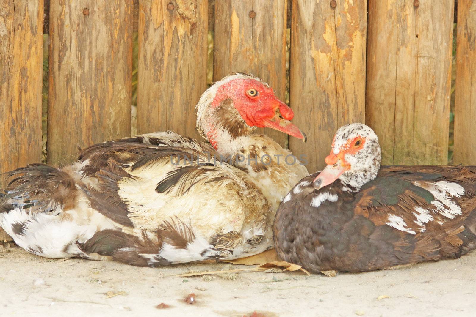 Turkey ducks by Lessadar