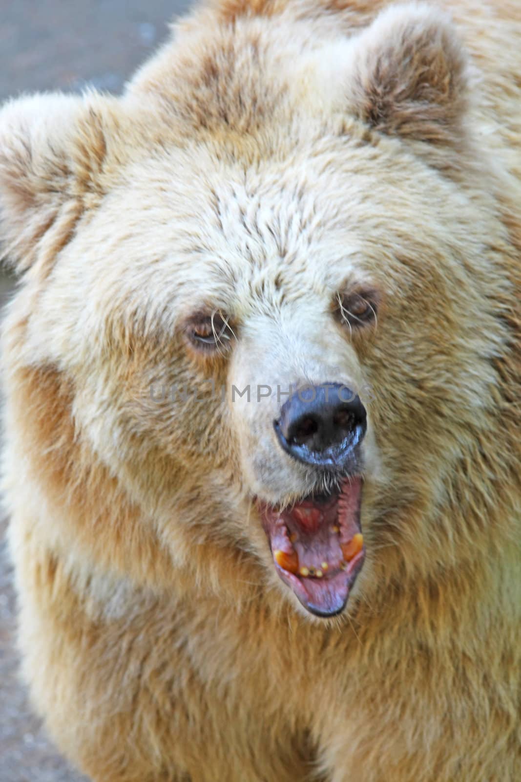 Big angry bear. Negative emotions an danger