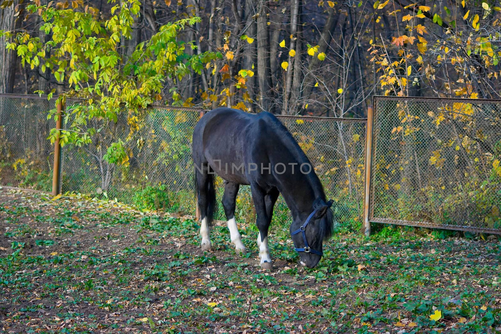 beautiful black horse against autumn nature