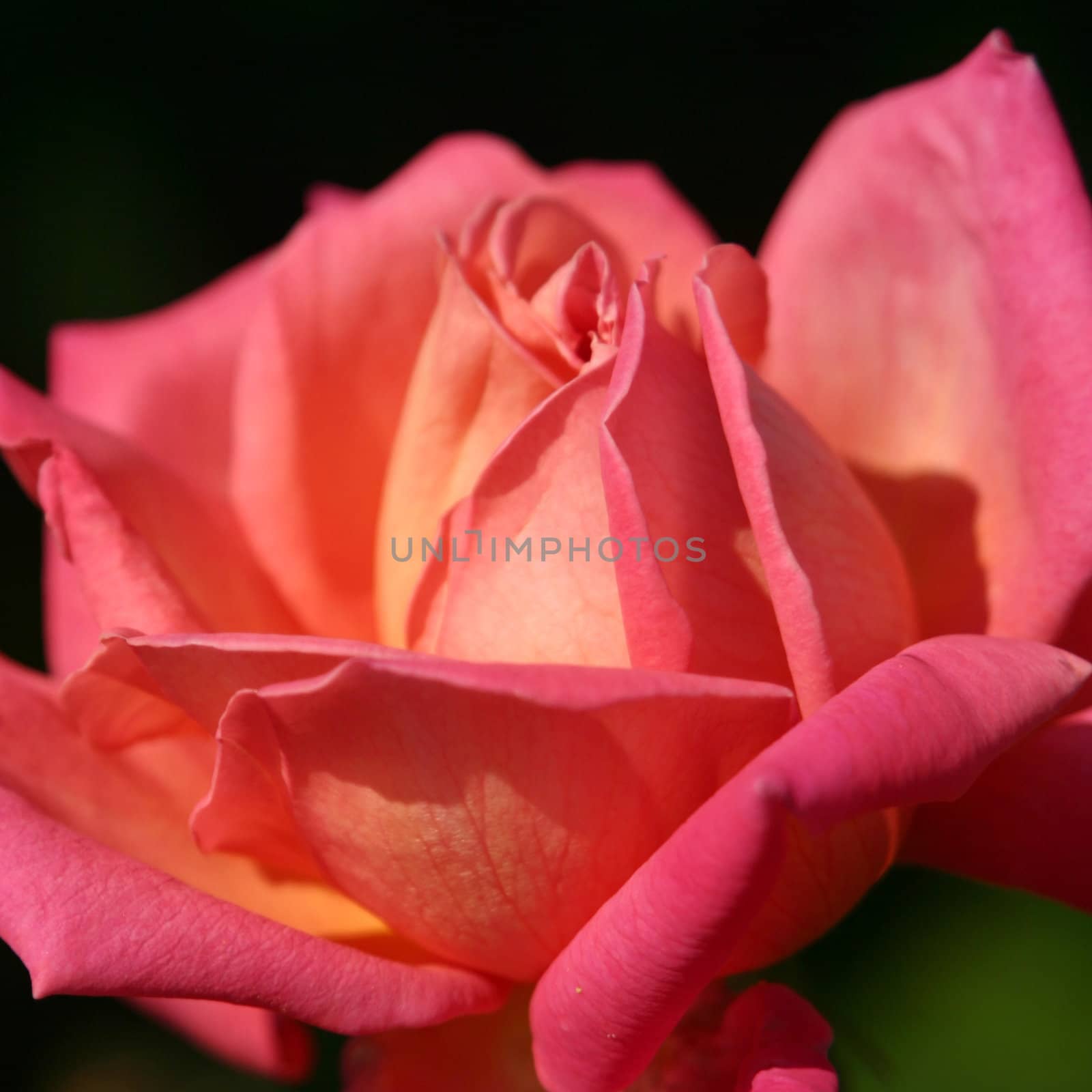 Closeup image of pink rose in a square format