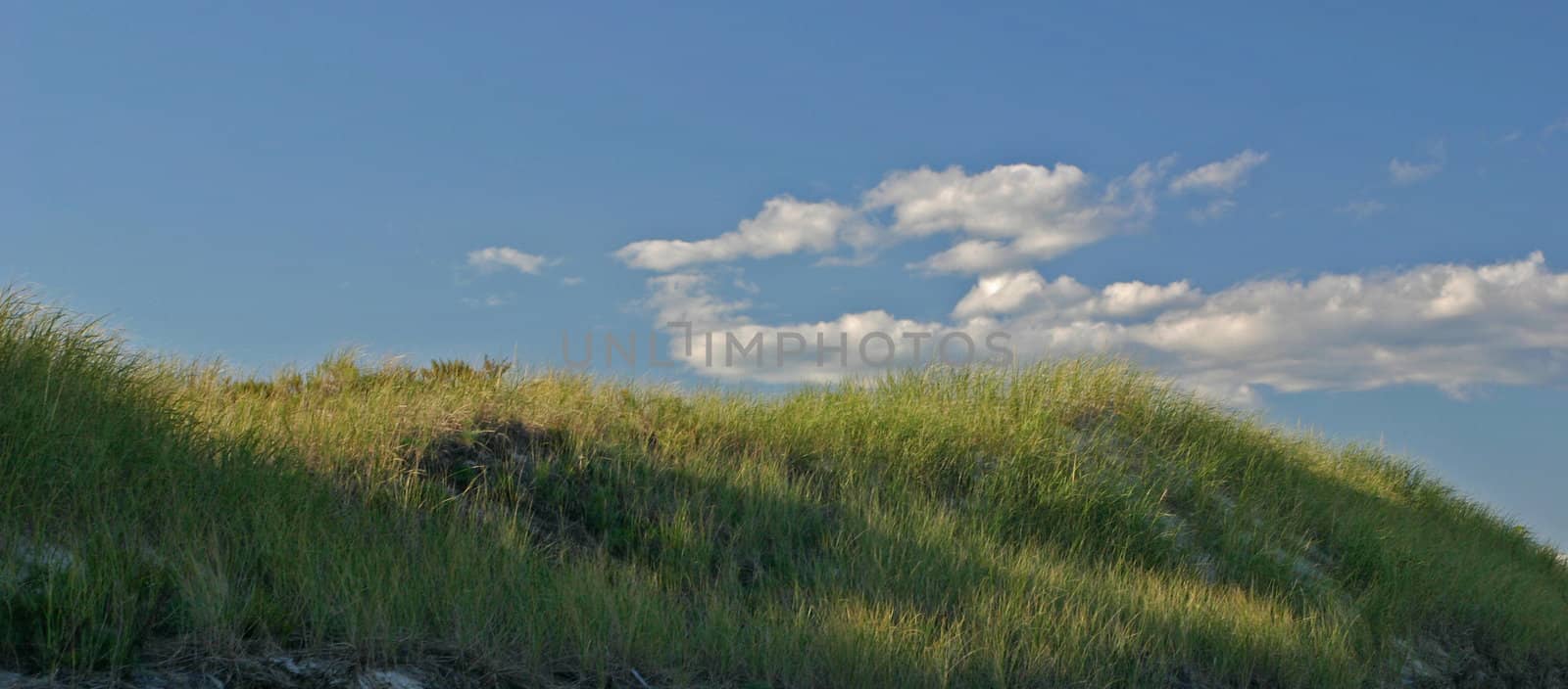 Sea grass growing on sand dunes with clouds in background