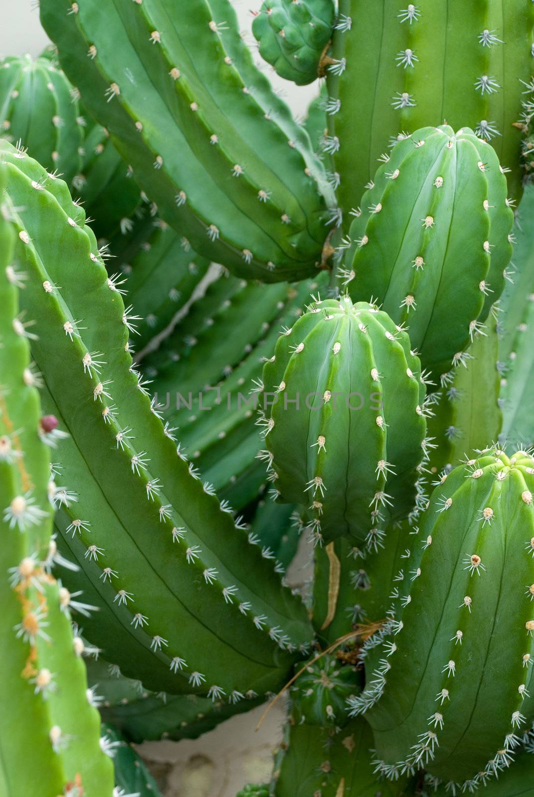 Cactus