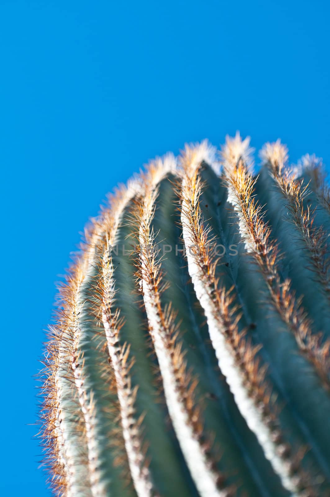 Cactus