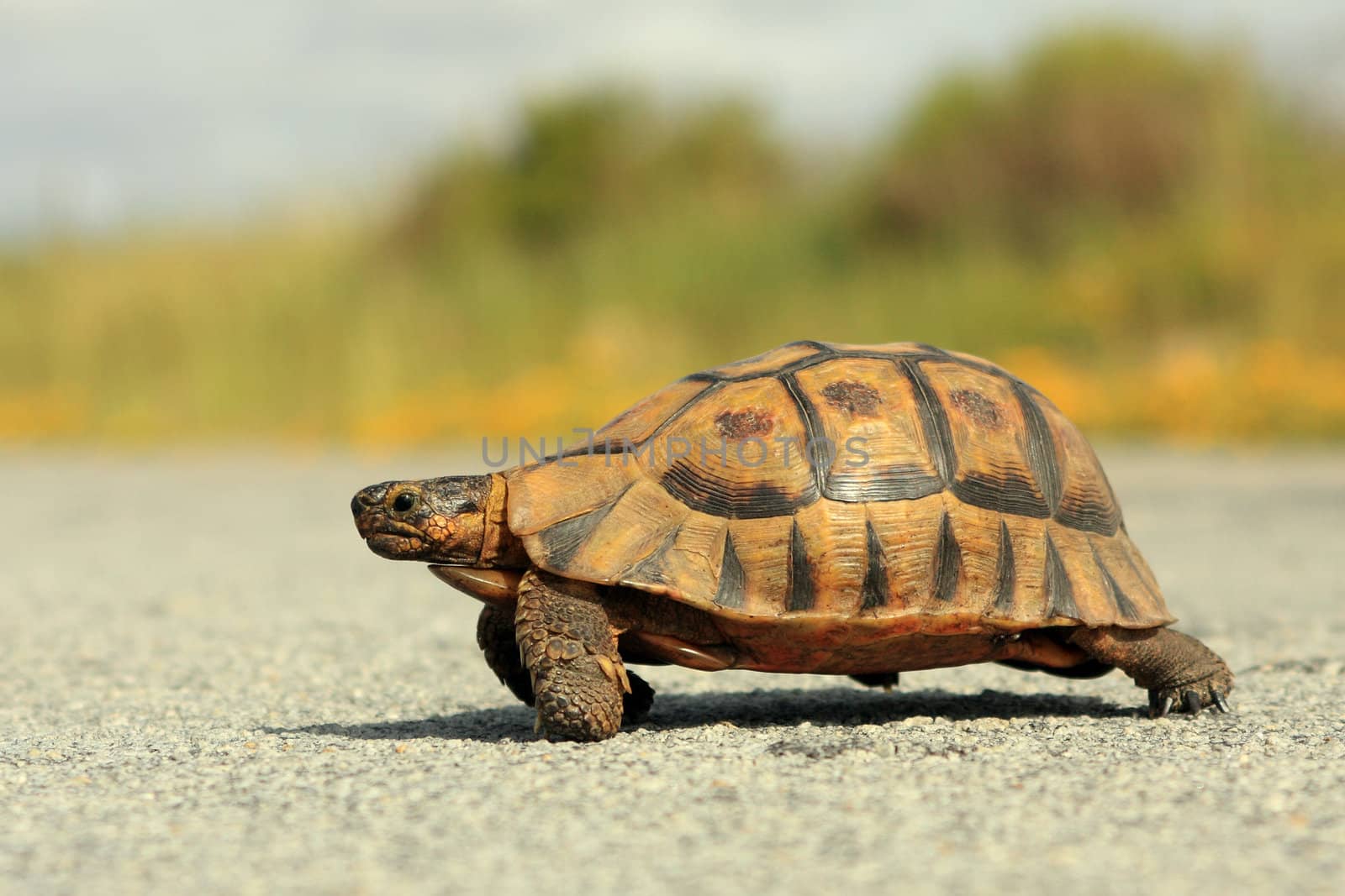 Juvenile African Mountain tortoise crossing the road