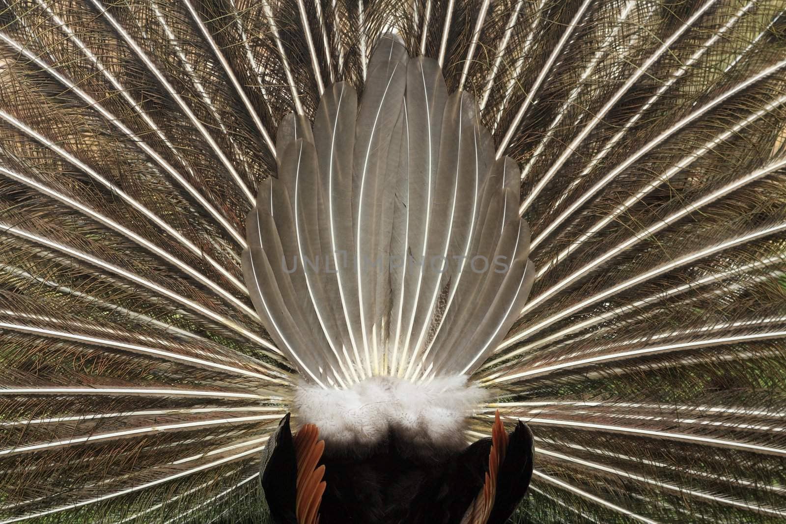 Peacock with spread plumage from the rear
