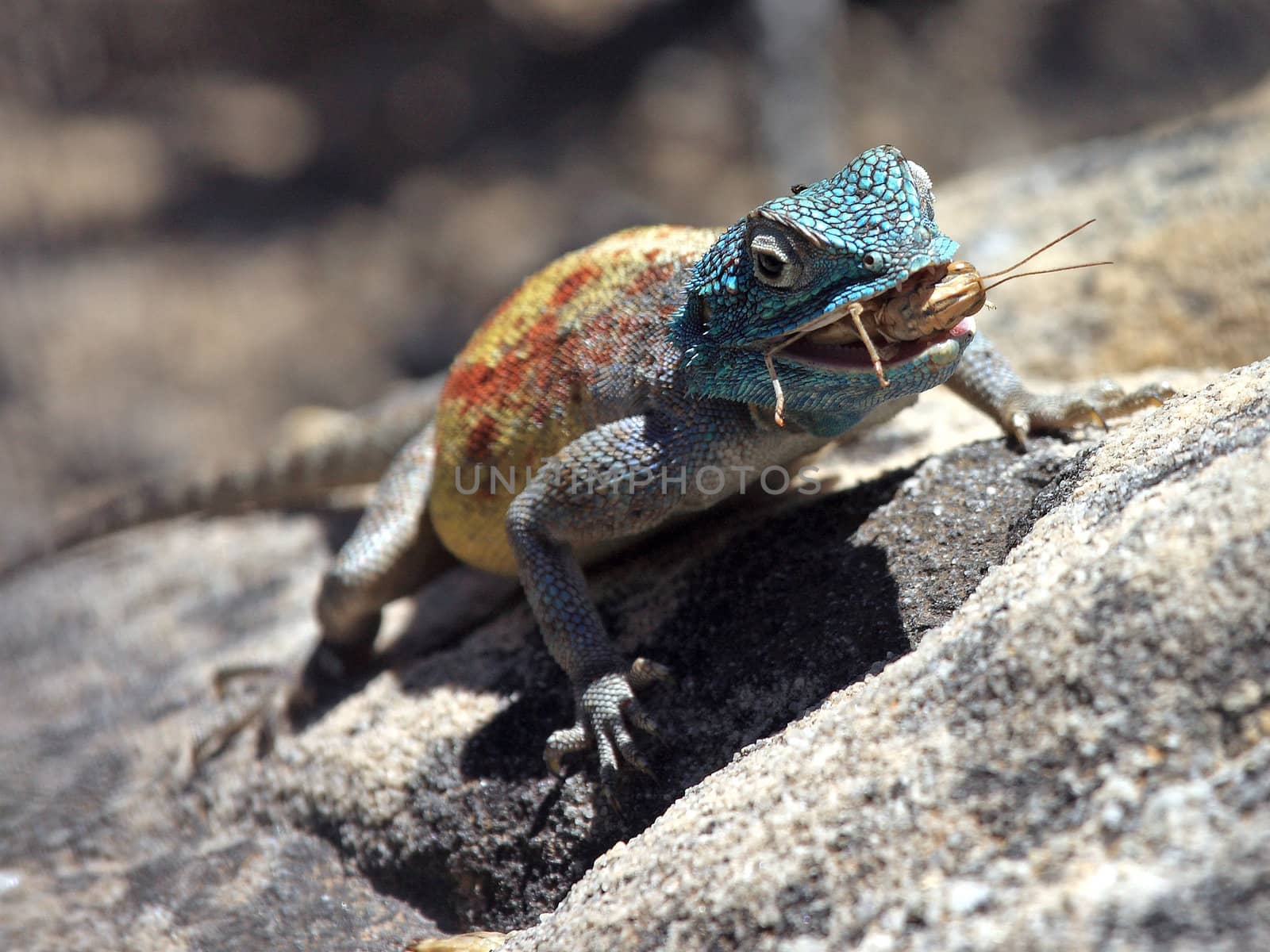 Southern Rock Agama chewing a locust