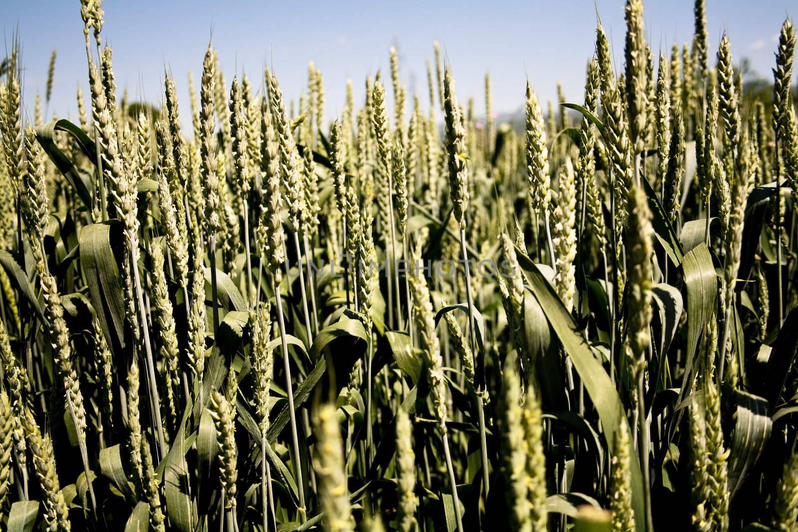 Close up image of a wheat field in spring