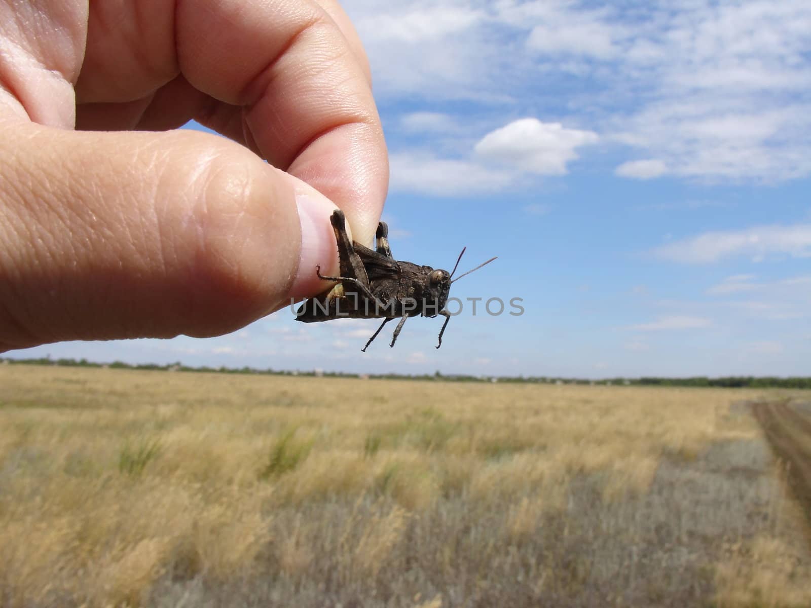 Grasshopper in the hand on a field background