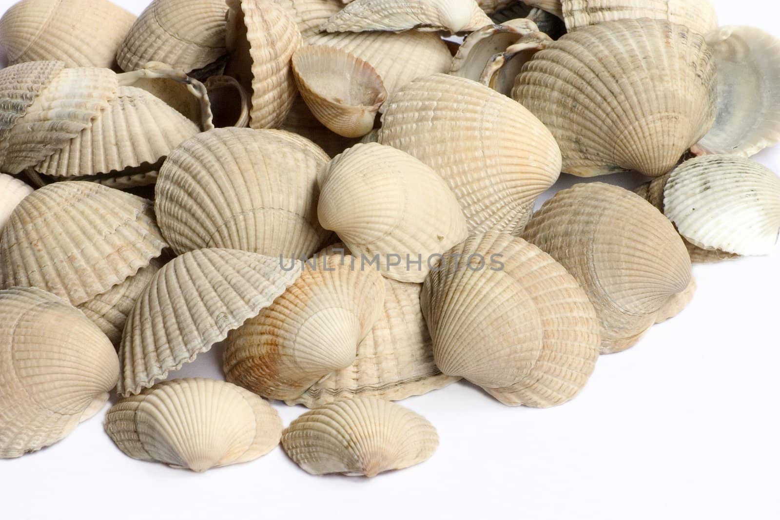 Close-up background of various kind of shells 