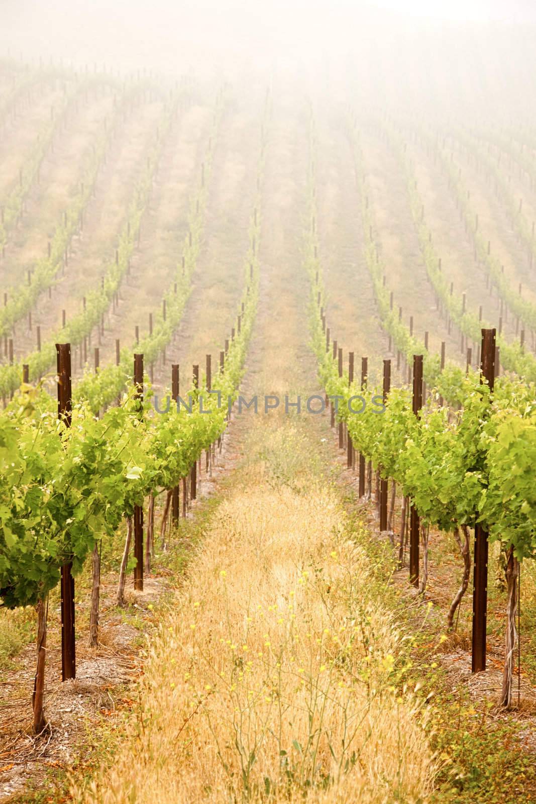 Beautiful Lush Grape Vineyard In The Morning Mist and Sun with Room for Your Own Text.