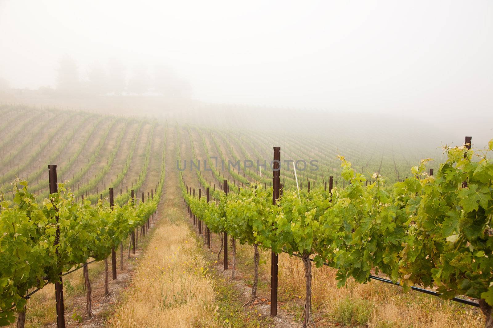 Beautiful Lush Grape Vineyard In The Morning Mist and Sun with Room for Your Own Text.