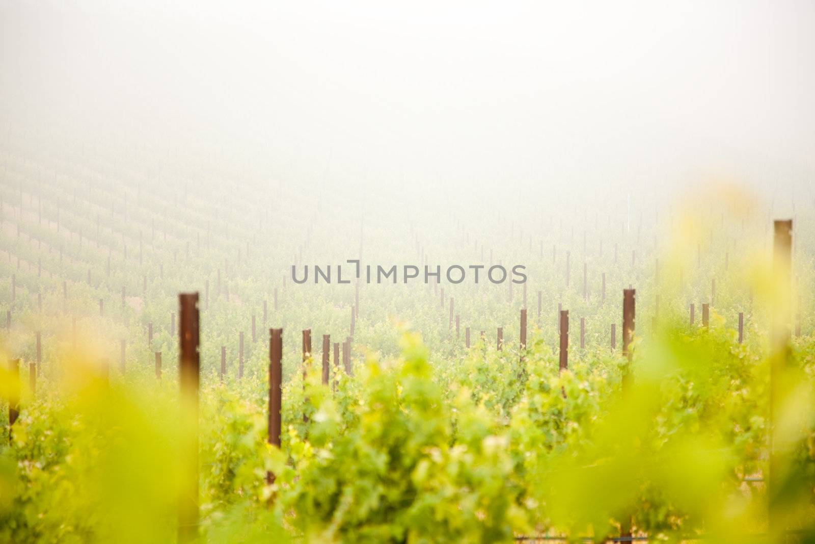 Beautiful Lush Grape Vineyard In The Morning Mist and Sun with Room for Your Own Text.