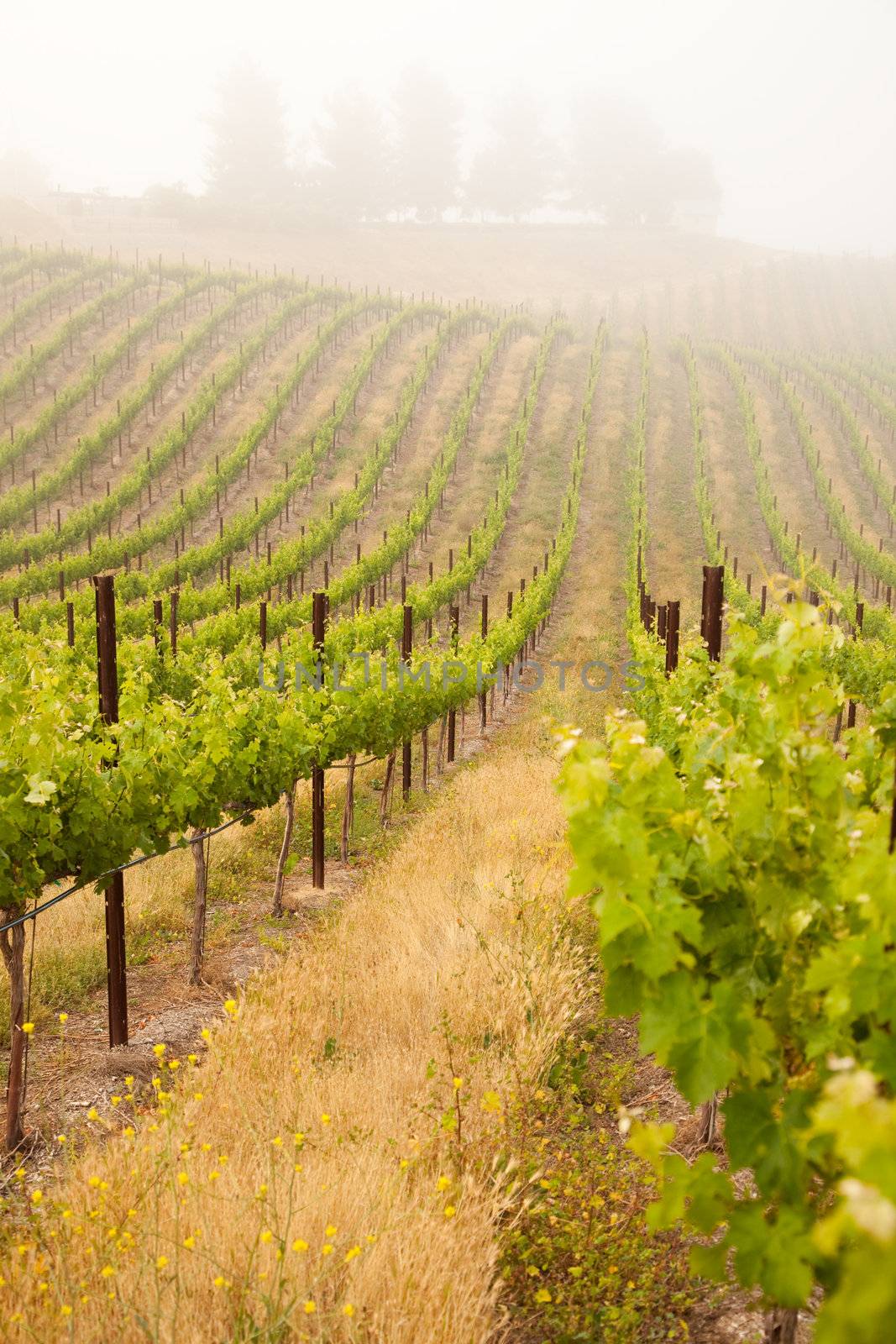 Beautiful Lush Grape Vineyard In The Morning Mist and Sun with Room for Your Own Text.