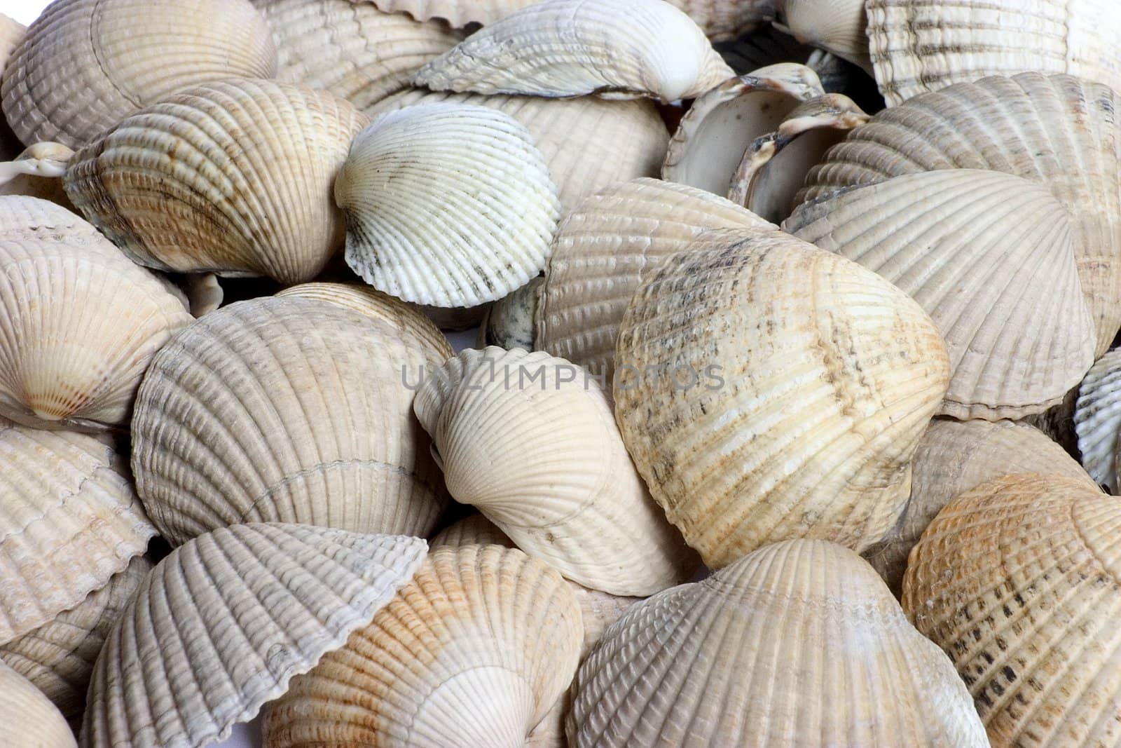 Close-up background of various kind of shells 