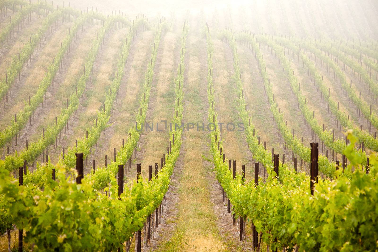 Beautiful Lush Grape Vineyard In The Morning Mist and Sun with Room for Your Own Text.