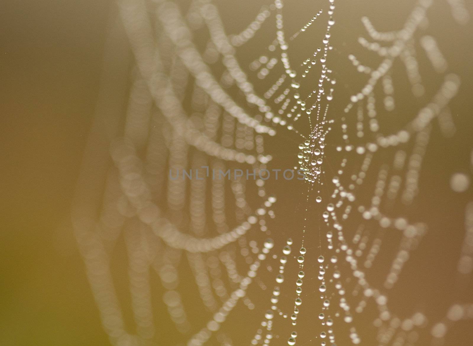 Wet Spider Web in The Morning Mist With Narrow Depth of Field.