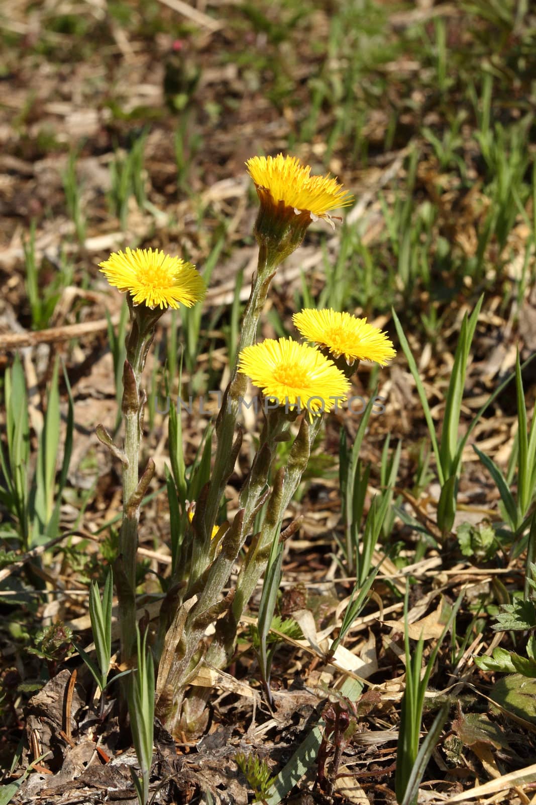 The earliest spring flowers on a wood glade