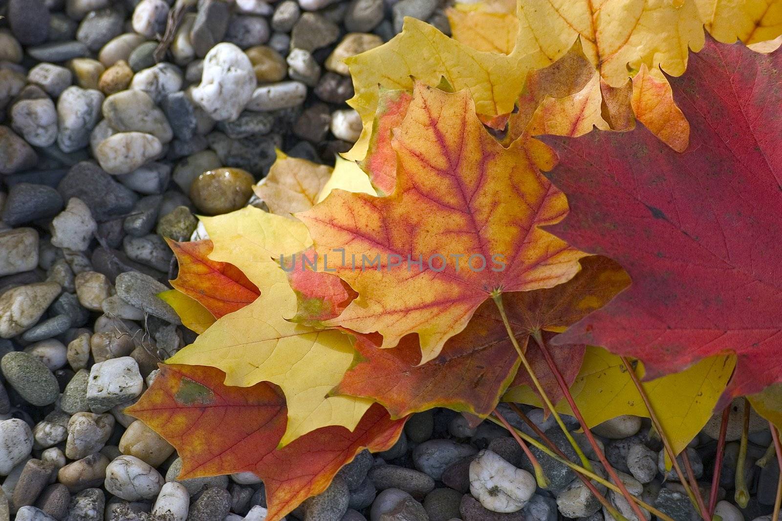 view of fallen autumn leaves 