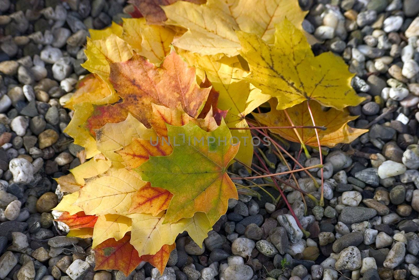 Fallen leaves- autumn background.