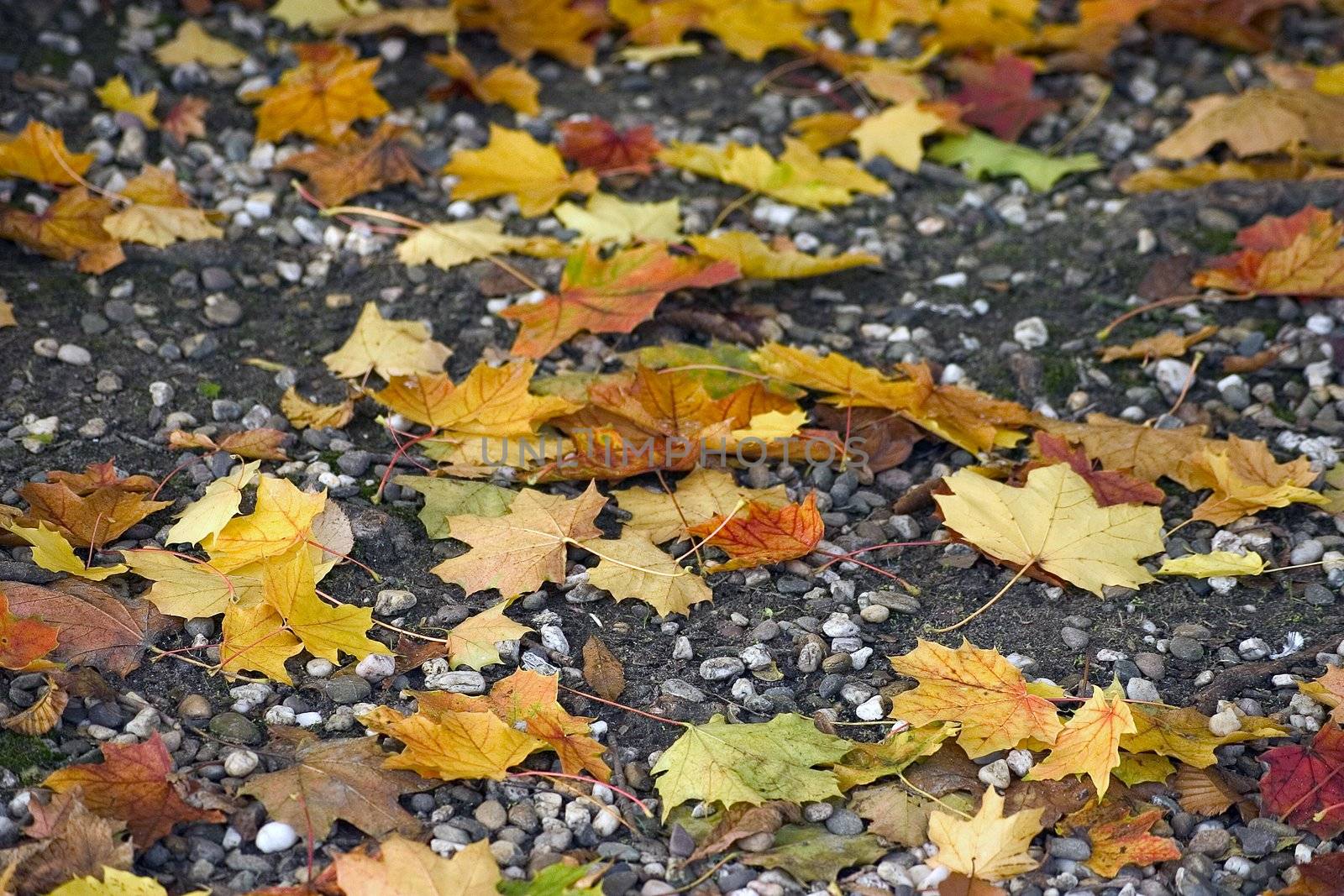 fallen leaves by miradrozdowski