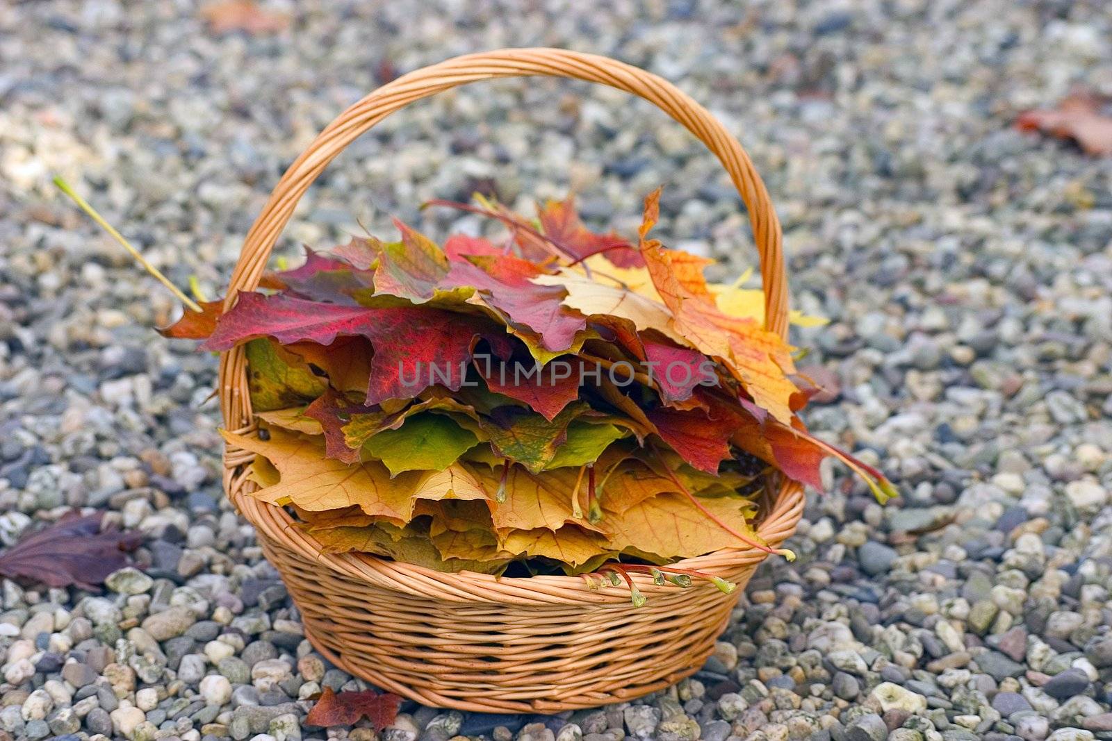 Fallen leaves- autumn background.